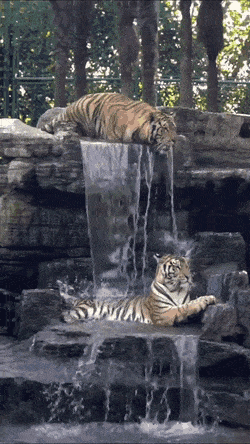 한가롭게 물 맞으면서 쉬려고 했던 왕고양이 | 인스티즈