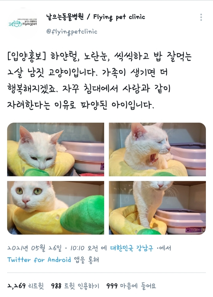 고양이가 파양 당한 이유.jpg | 인스티즈