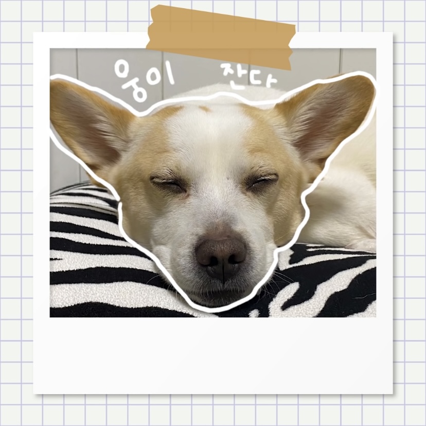 강아지별로 떠난 전 엑스원 이은상 반려견 웅이 | 인스티즈