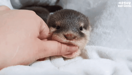 아기수달이 신뢰하는 사람에게만 보이는 행동.gif | 인스티즈