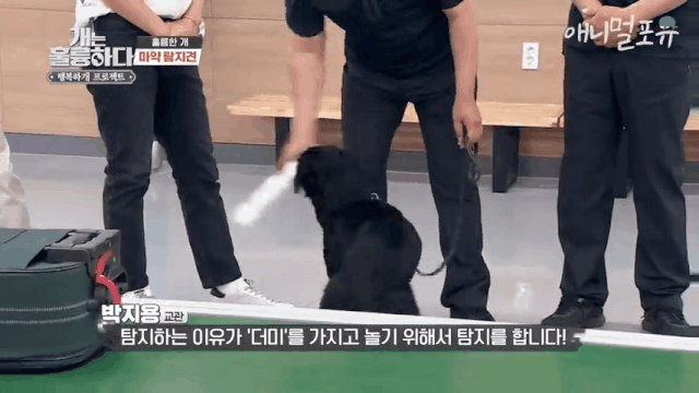 줄에 묶인채 방치된 인천공항 세관 마약탐지견 | 인스티즈