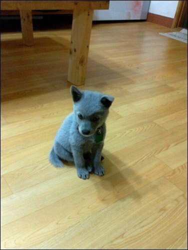 강아지 짤 모음(개많음) | 인스티즈