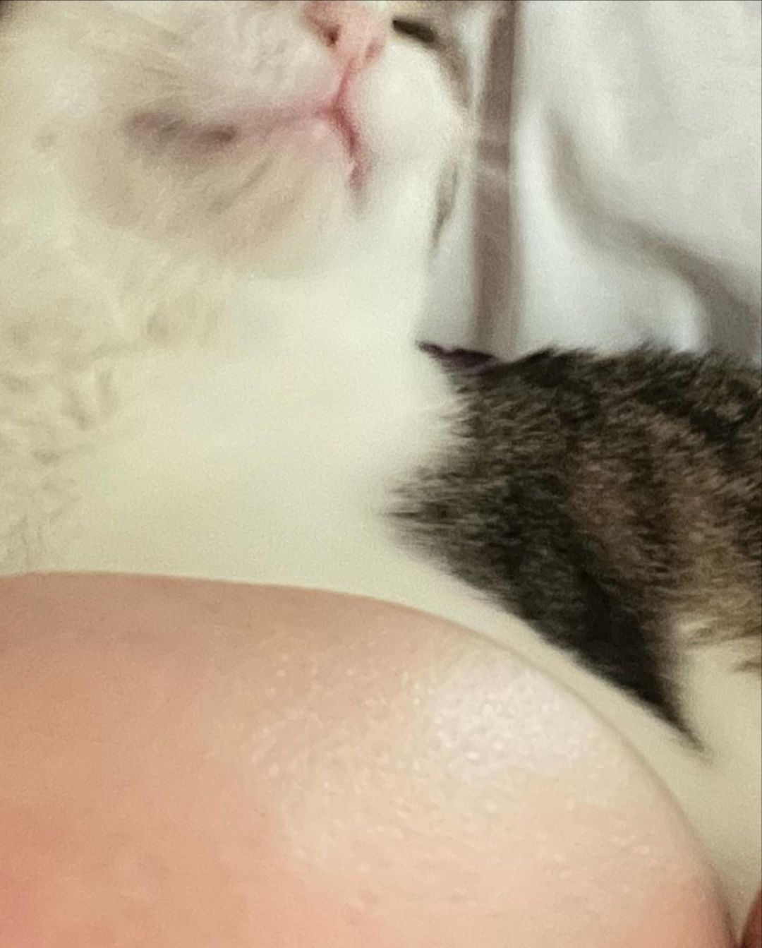 배우 이동휘가 구조한 둘째 고양이 | 인스티즈