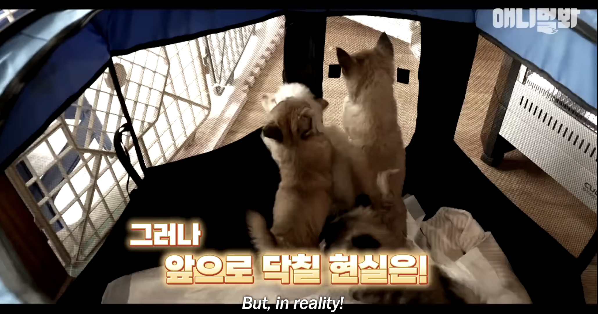 유기견들의 입양을 위해 논산에 집을 산 사람 | 인스티즈