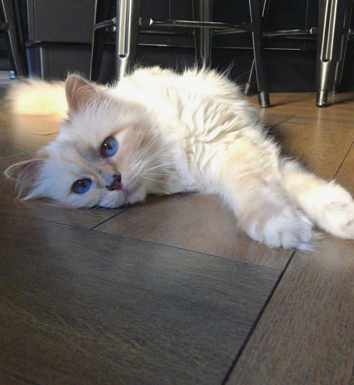 올해 멧갈라에 공식적으로 초청 받았다는 고양이 | 인스티즈