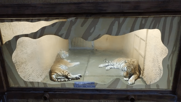 죄 없는 감옥같다는 실내 동물원 | 인스티즈