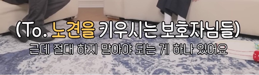 노견을 키우는 보호자들이 절대 하지 말아야할 것 | 인스티즈