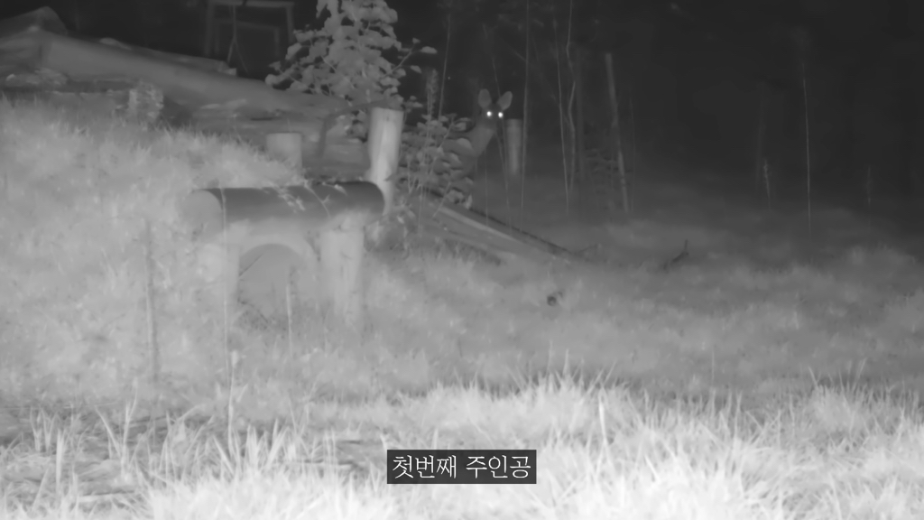 고속도로에 있는 생태통로 진짜 야생동물이 다닐까? | 인스티즈
