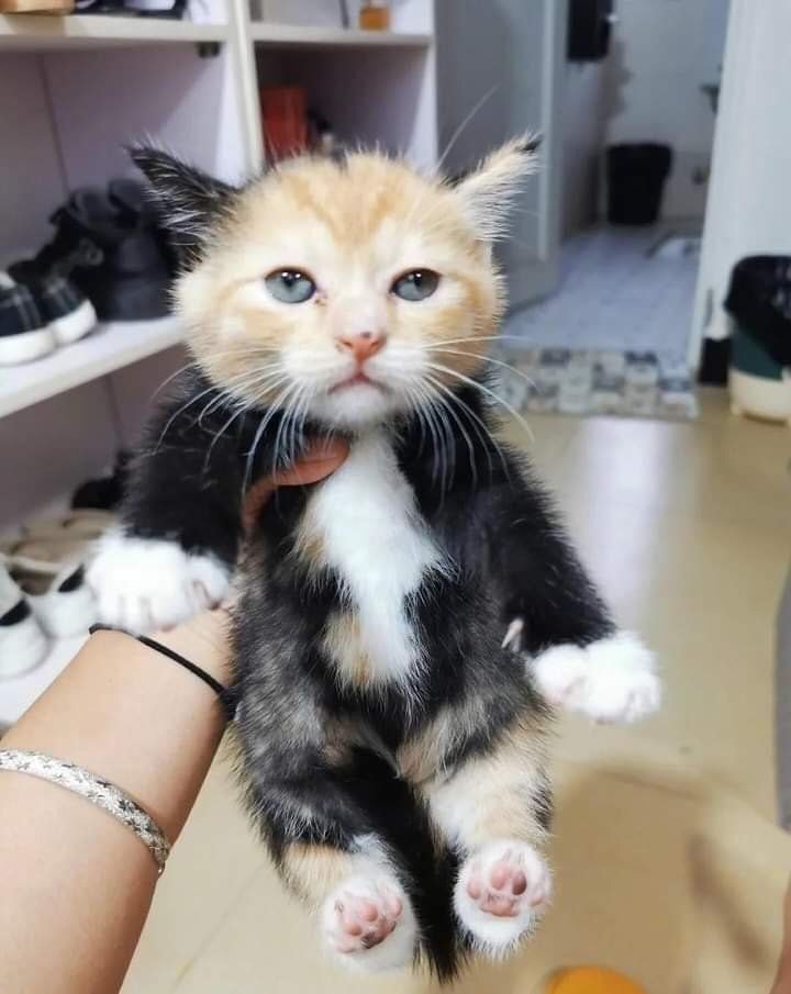 무늬 짱 특이한 삼색고양이.twt | 인스티즈