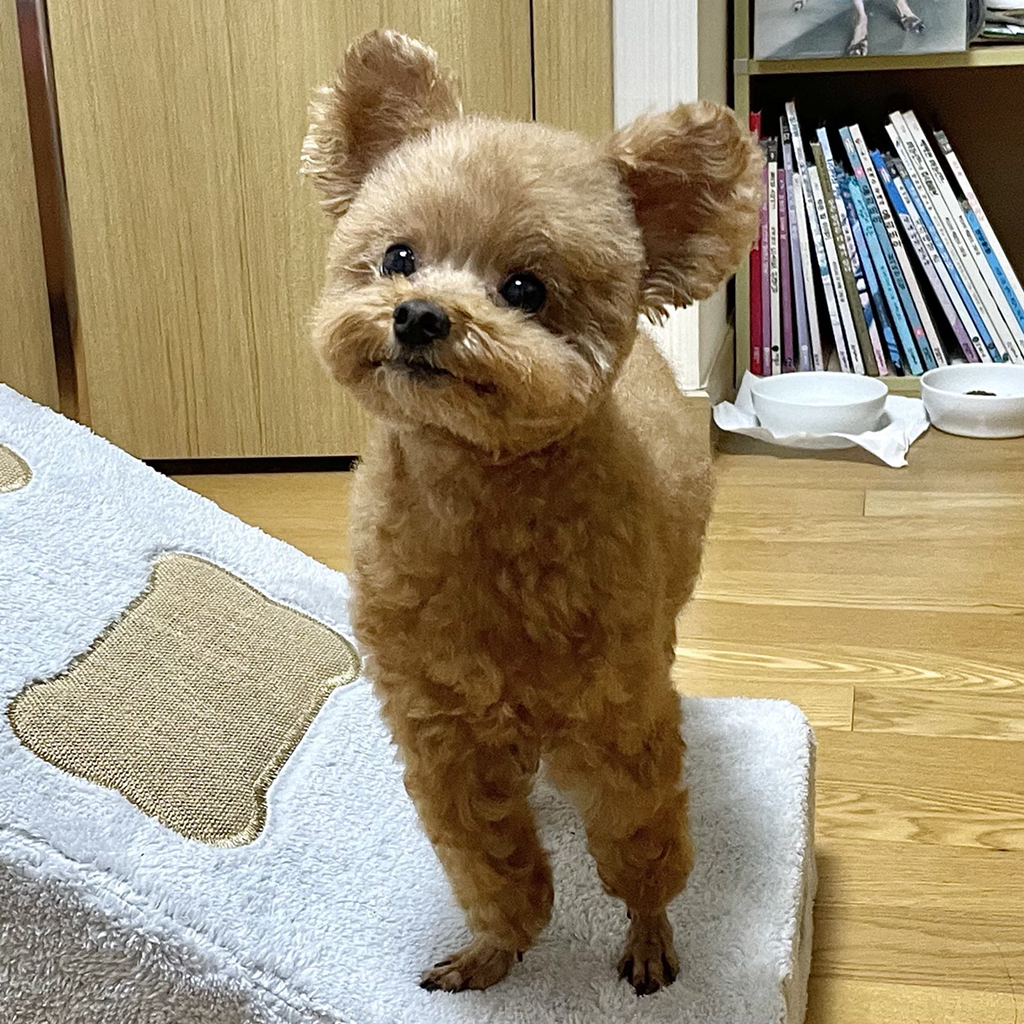 키우던 강아지들한테 주인 이름 처음으로 알려줬더니.twt | 인스티즈