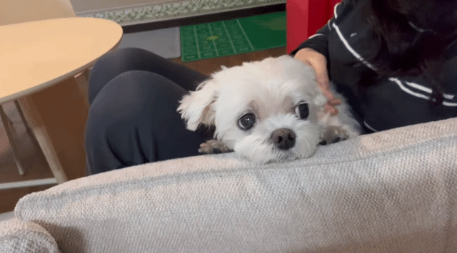 편집 없이 구독자 10만 돌파한 동물 유튜버 | 인스티즈