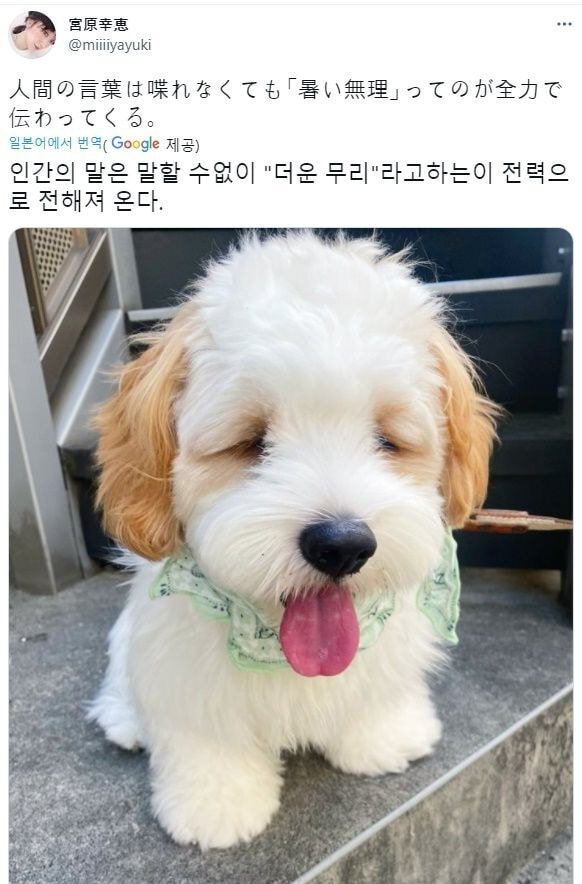 비언어적 표현을 탁월하게 사용하는듯한 강아지 | 인스티즈