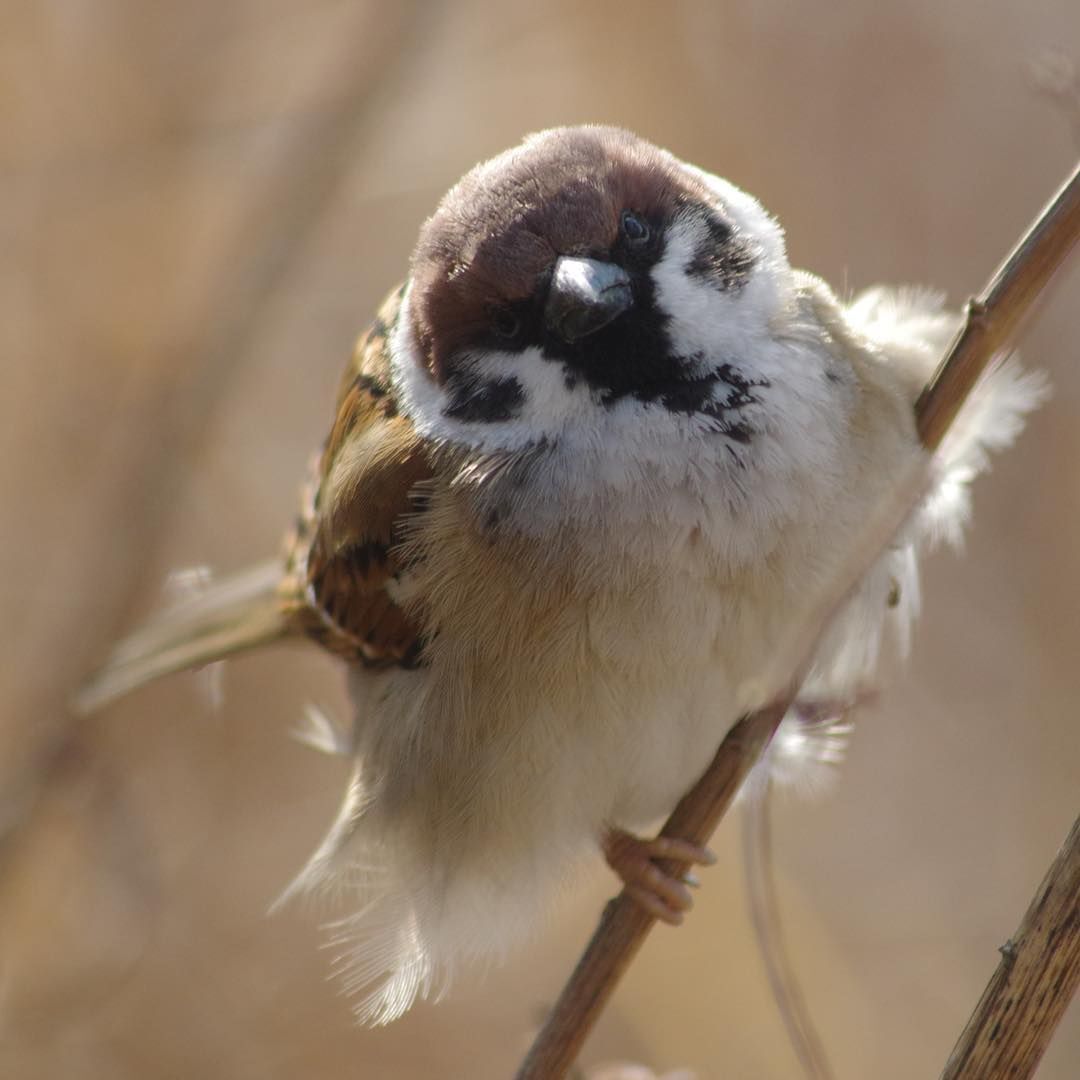 참새 정면 얼굴.jpg | 인스티즈