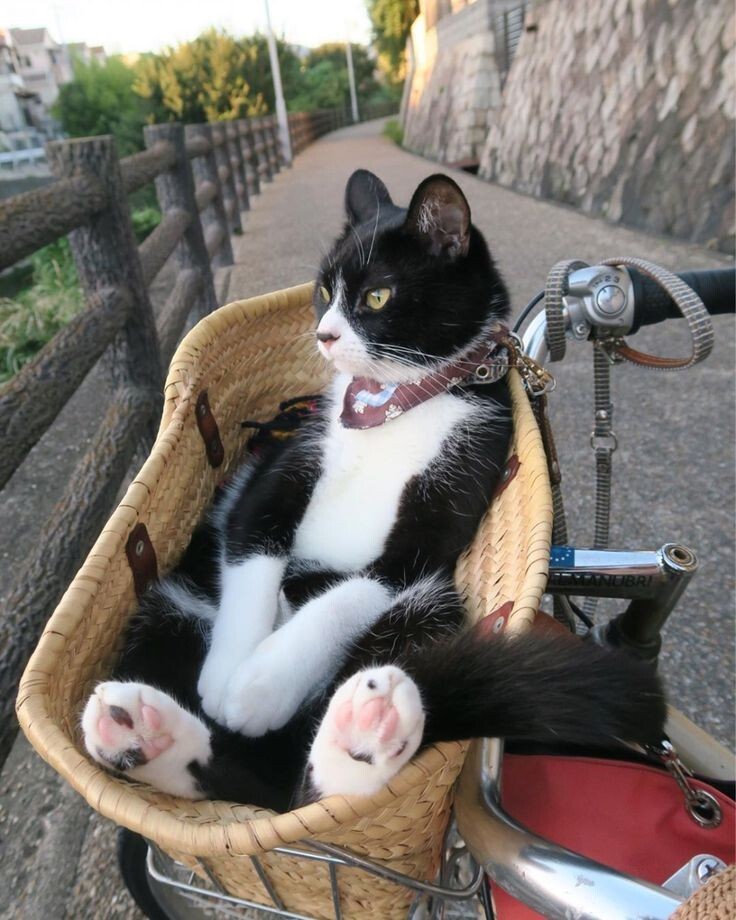 고양이 사진들 | 인스티즈