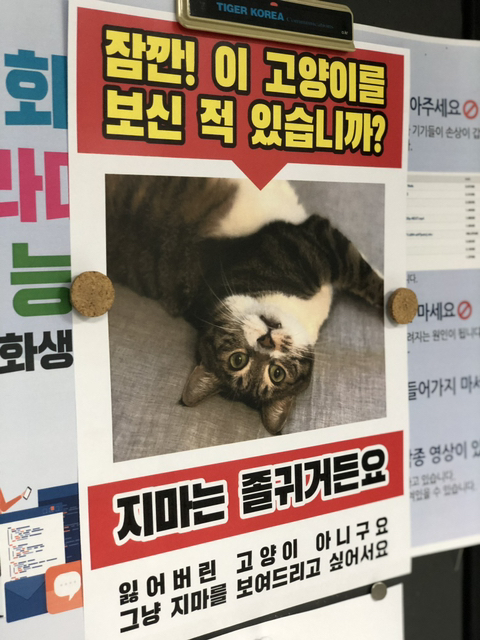 고양이 키우는 사람들 특징 | 인스티즈