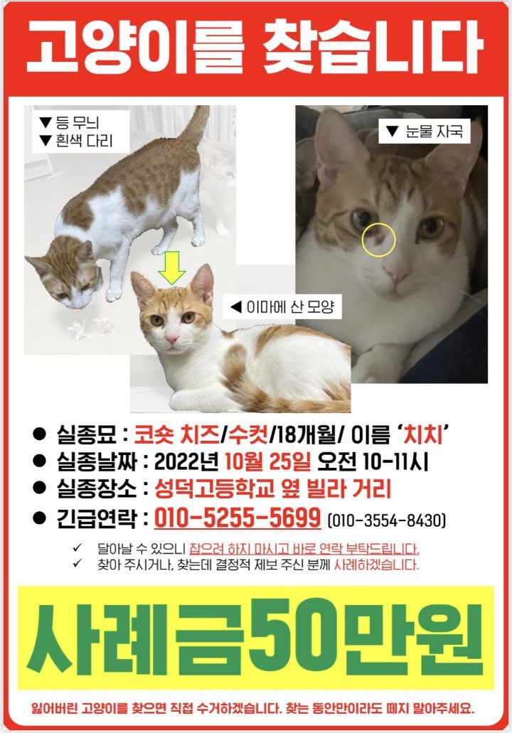 서울시 강동구 천호동에서 잃어버린 고양이를 찾습니다 | 인스티즈