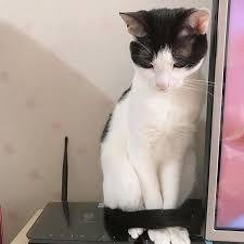 고양이 발도리.jpg | 인스티즈