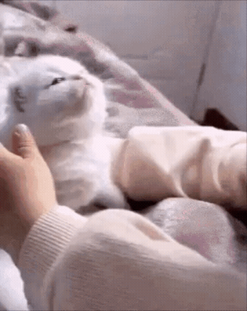 애기와 함께 자라는 고양이 | 인스티즈