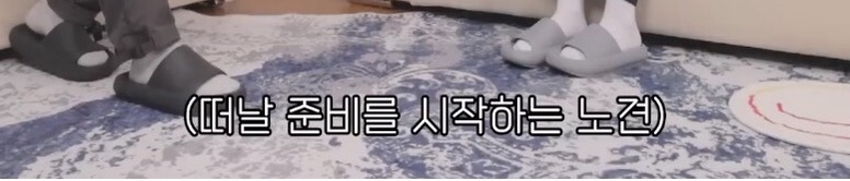 노견을 키우는 보호자들이 절대 하지 말아야할 것 | 인스티즈