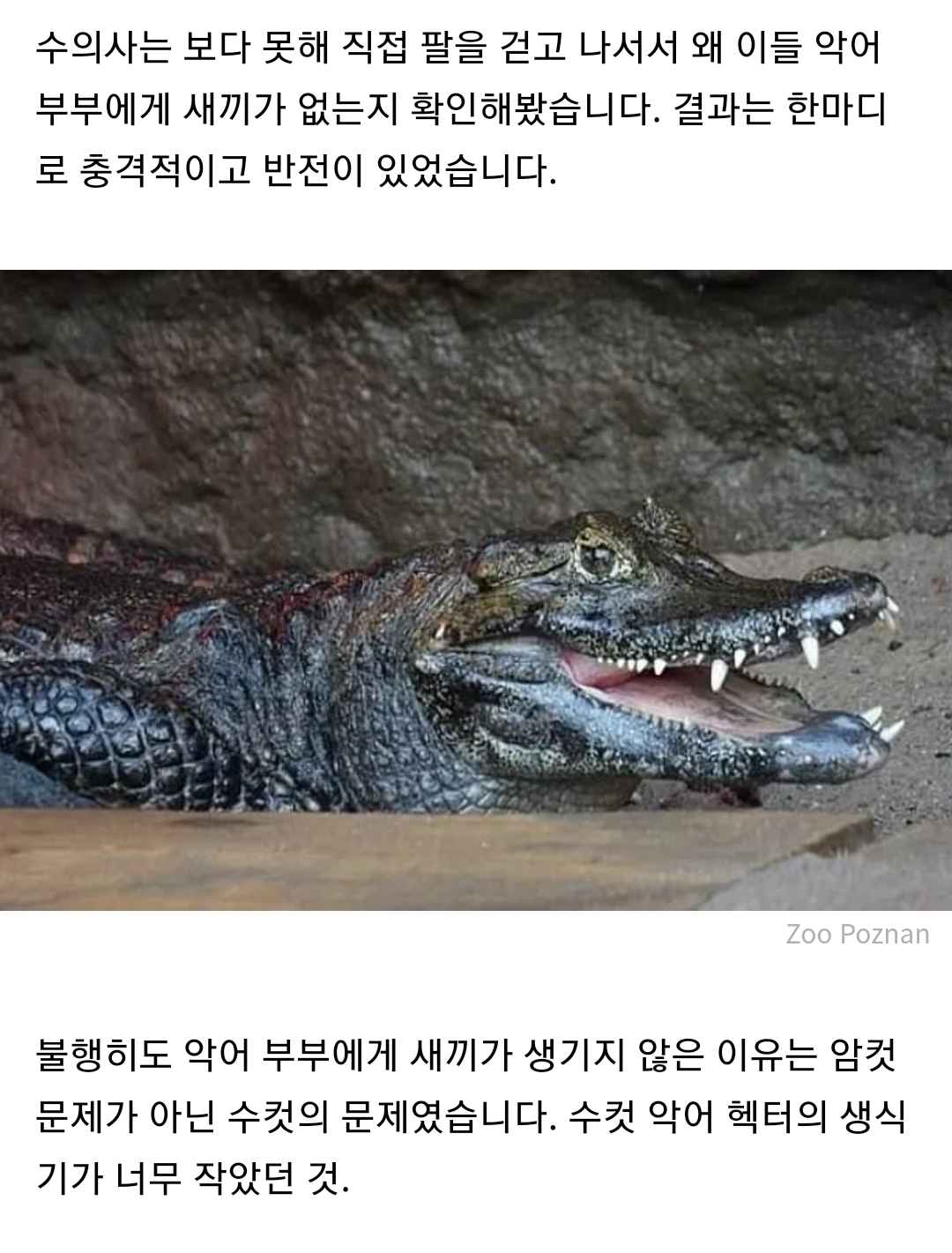 50년 넘도록 짝짓기했는데도 불구하고 수컷 악어가 암컷 악어를 임신 시키지 못한 충격적인 반전 이유 | 인스티즈