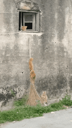 디즈니 애니 한장면 같은 아기고양이들의 도전 | 인스티즈