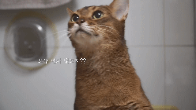 내가 고양이었다면/이 고양이가 사람이었다면 사귀었을 것 같은 고양이 | 인스티즈