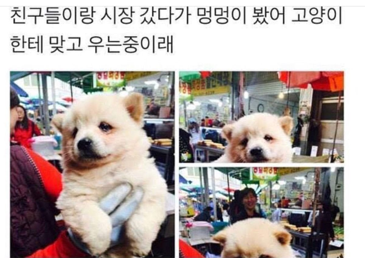 친구들이랑 시장 갔다가 멍멍이 봤어 고양이한테 맞고 우는중이래.jpg | 인스티즈