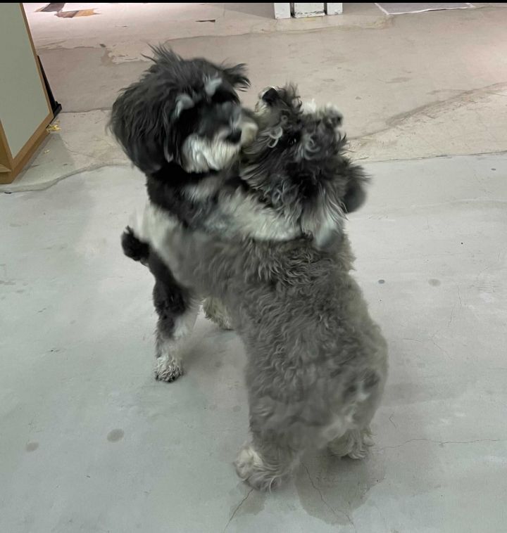 강아지덜 왜 이렇게 포옹하는 거야.twt | 인스티즈