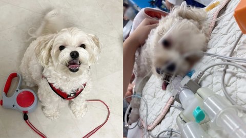 건강했던 2살 강아지를 죽이고 법대로 하자는 수의사 (청원 있음) | 인스티즈