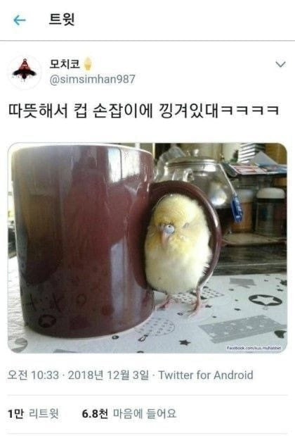 친구들이랑 시장 갔다가 멍멍이 봤어 고양이한테 맞고 우는중이래.jpg | 인스티즈