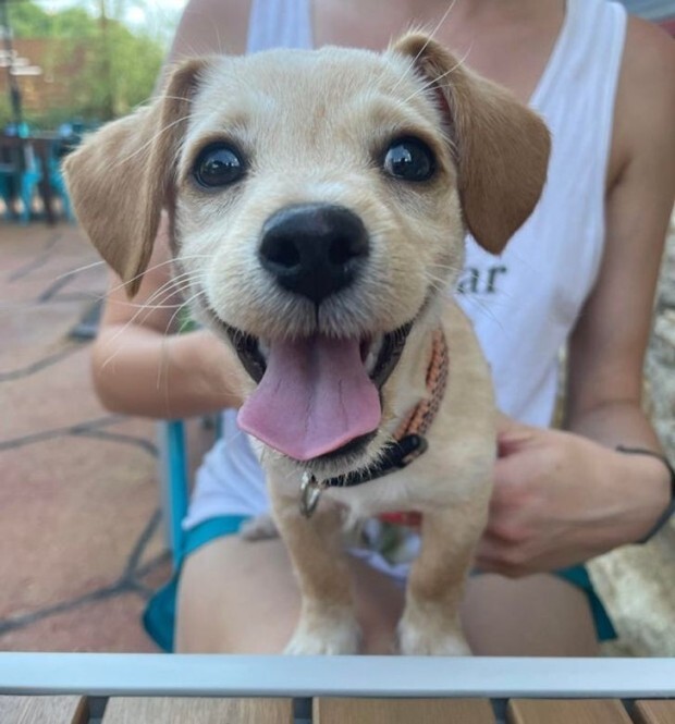 강아지 웃는 짤 모음 | 인스티즈