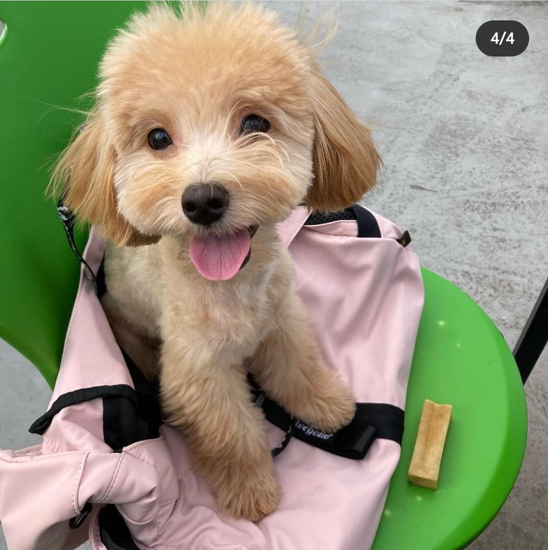 가스검침원이 마음대로 강아지 데리고 나갔다가 강아지 잃어버림 (강서구) | 인스티즈