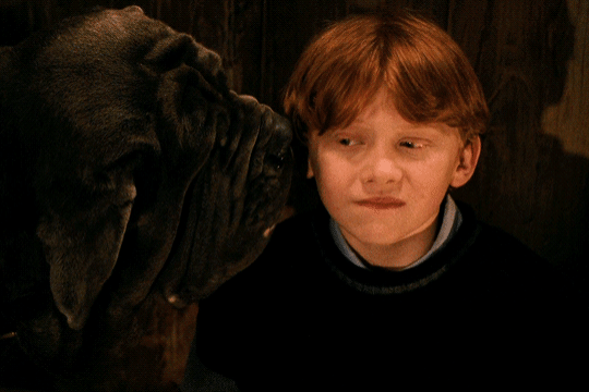 해리포터 제멋대로 즐기는 한국인들 | 인스티즈