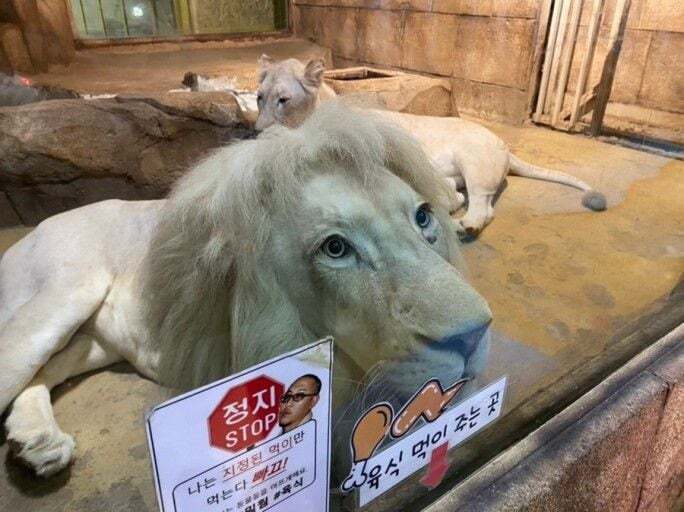 죄 없는 감옥같다는 실내 동물원 | 인스티즈