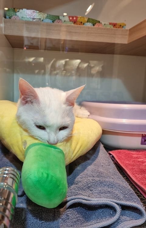 고양이가 파양 당한 이유.jpg | 인스티즈