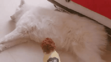 강아지 짤 모음(개많음) | 인스티즈