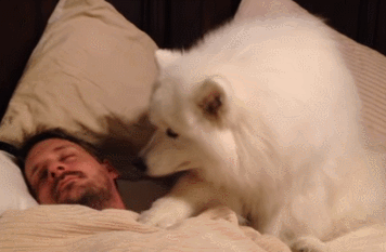 강아지 짤 모음(개많음) | 인스티즈