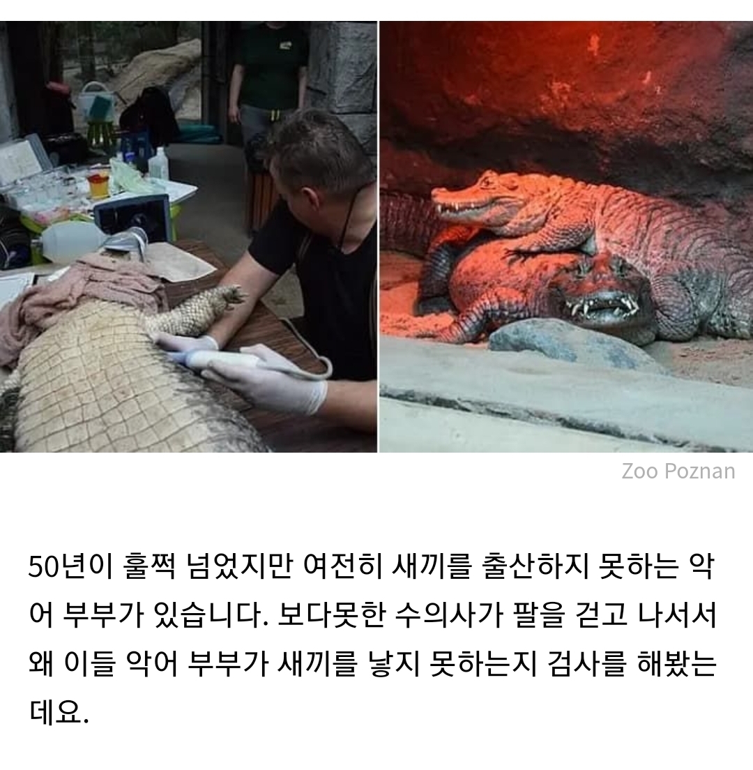50년 넘도록 짝짓기했는데도 불구하고 수컷 악어가 암컷 악어를 임신 시키지 못한 충격적인 반전 이유 | 인스티즈