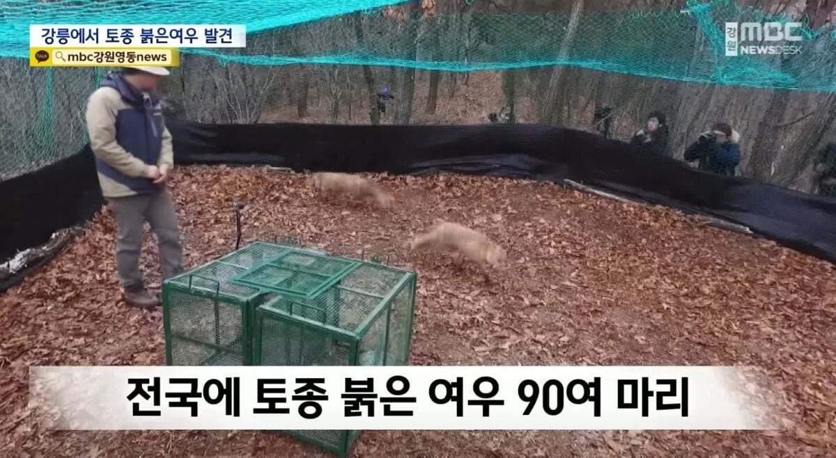 귀여워서 죽을 수 있음 주의)강릉 정육점 앞에서 발견된 우리나라 여우 | 인스티즈