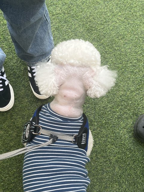 비숑 미용맡겼는데 미용사가 말도 없이 뒷통수 를 밀어버렸어요 | 인스티즈