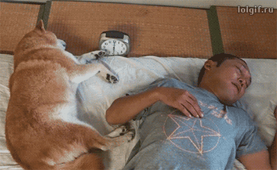 강아지 짤 모음(개많음) | 인스티즈