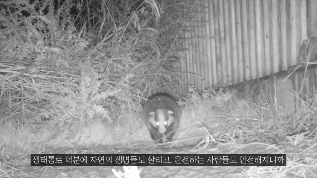 고속도로에 있는 생태통로 진짜 야생동물이 다닐까? | 인스티즈