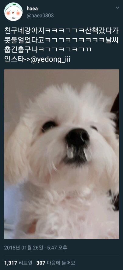 강아지 짤 모음(개많음) | 인스티즈