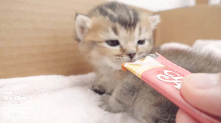 냥생 처음 츄르를 접한 아기 고양이 | 인스티즈