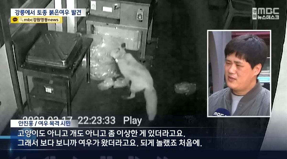 귀여워서 죽을 수 있음 주의)강릉 정육점 앞에서 발견된 우리나라 여우 | 인스티즈