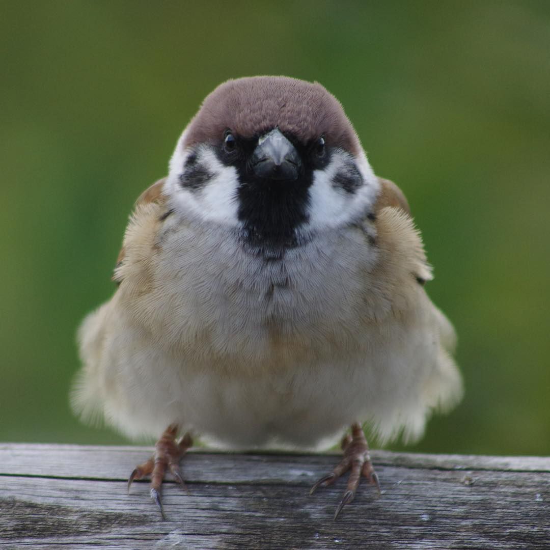 참새 정면 얼굴.jpg | 인스티즈