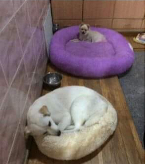 강아지 짤 모음(개많음) | 인스티즈