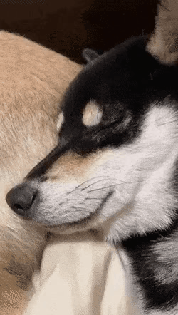 누가 봐도 잘못 있는 강쥐.gif | 인스티즈