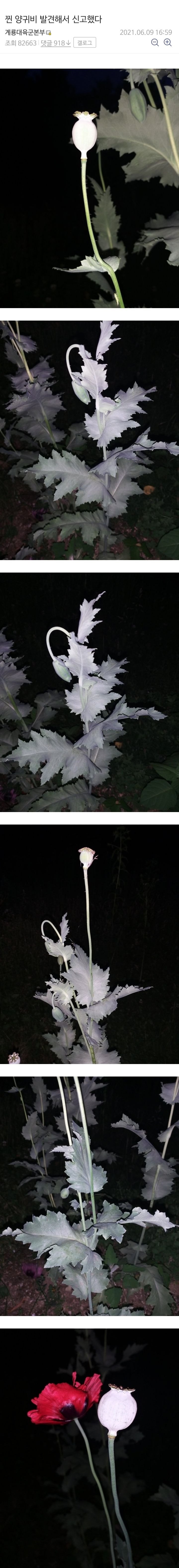 공원에 양귀비 보고 경찰에 신고한 디씨인 (feat.다이소) | 인스티즈