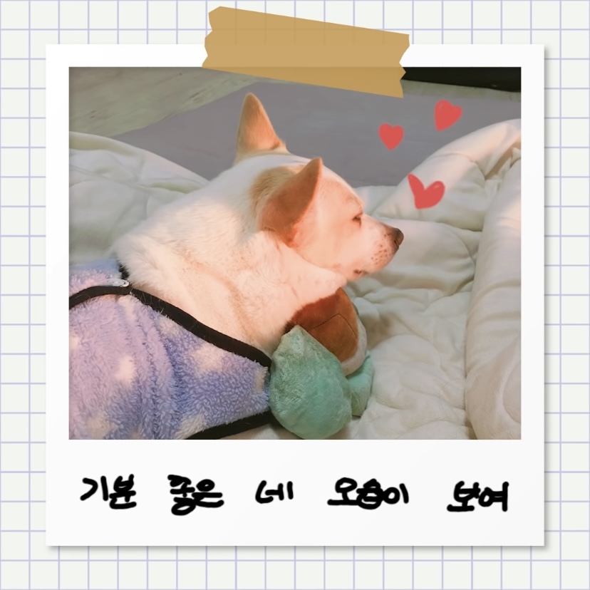 강아지별로 떠난 전 엑스원 이은상 반려견 웅이 | 인스티즈